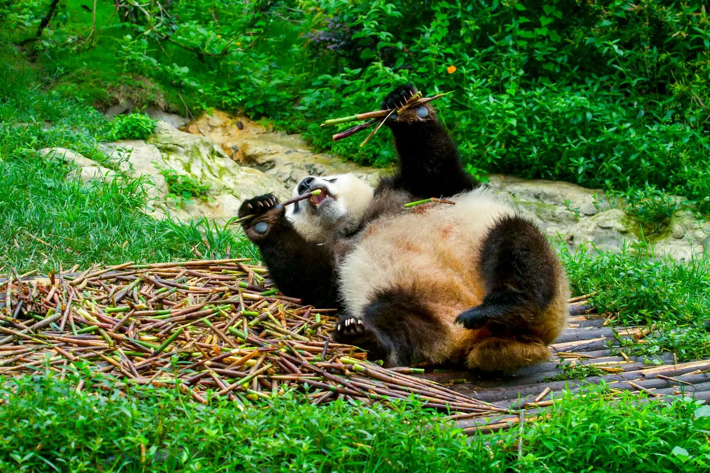 Bamboo enclosures and red pandas